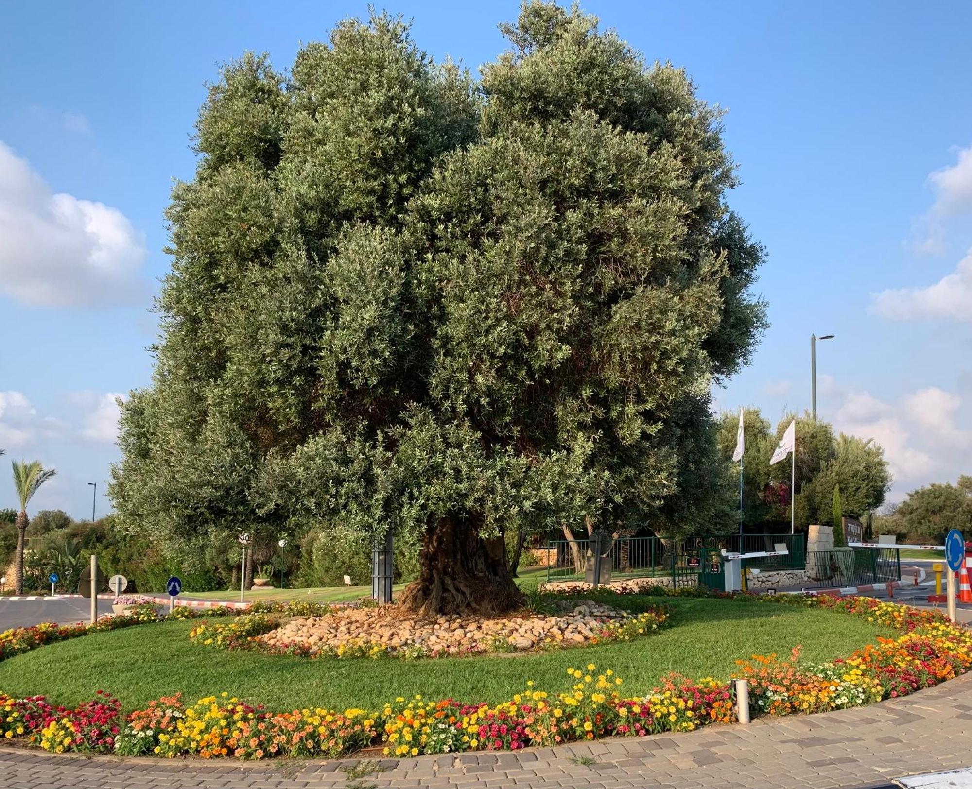 Mina'S Suites - קיסריה Exterior foto